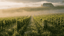 Biologisch, Biodynamisch en Natuurwijn: Wat is het Verschil? - The Wine Box