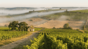 Bourgogne wijn: van Chablis tot Côte d'Or, de complete gids - The Wine Box