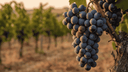 Primitivo: de fluweelzachte Zuid-Italiaan (en zijn band met Zinfandel) - The Wine Box