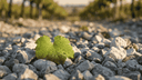 Sancerre en Pouilly-Fumé: de elegantste Sauvignon Blanc ter wereld? - The Wine Box