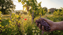 Wat is Natuurwijn? Alles Over de Wijntrend van het Moment - The Wine Box